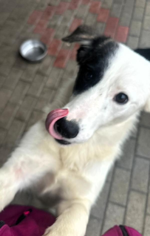 CLARA TENERA CAGNOLINA Foto 5